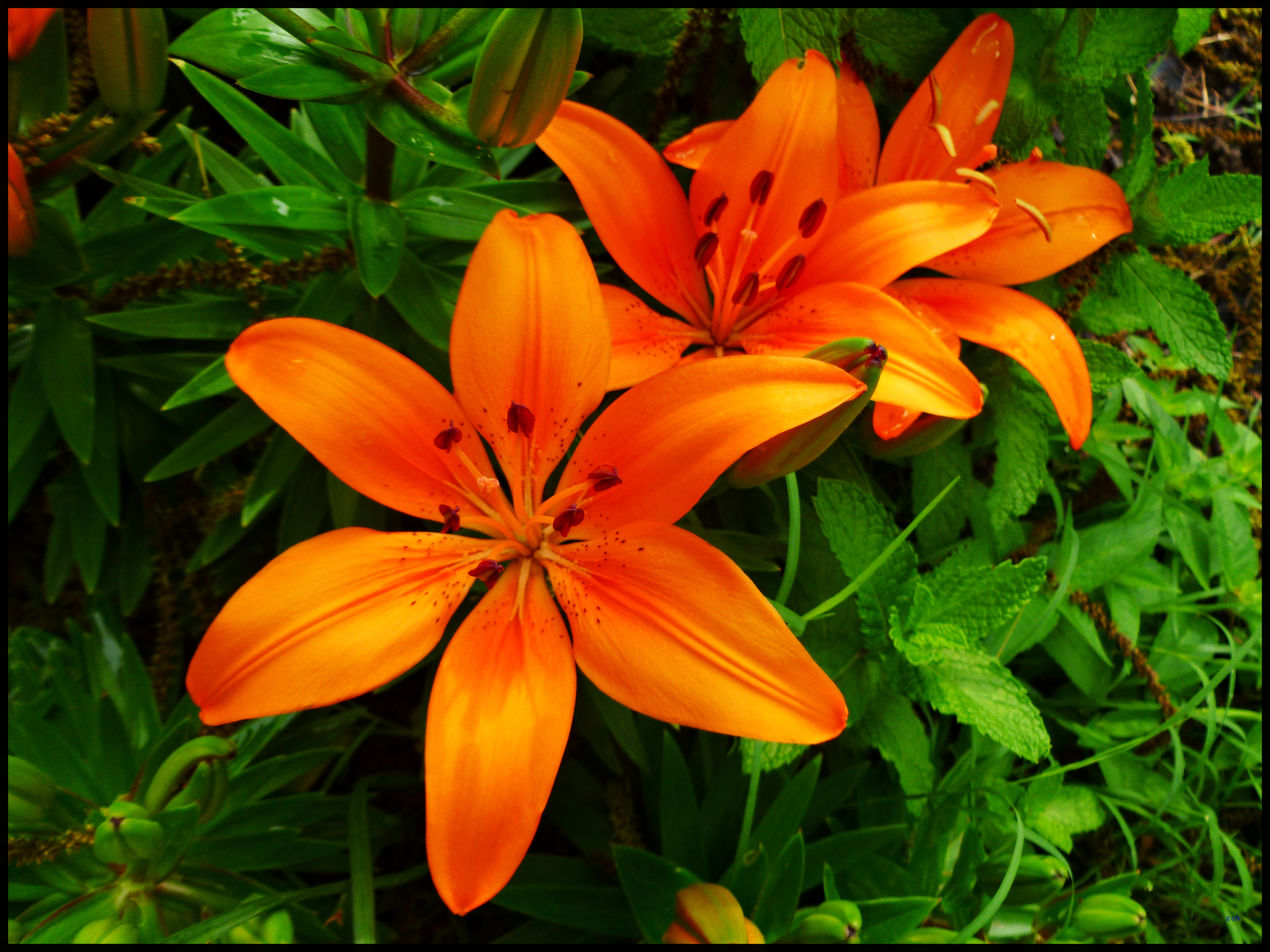 Лилия цветы оранжевые. Лилия оранж Спейс. Оранжевая Лилия пинакл. Лилия оранжевая Нелло. Лилия оранжевая мохровая.